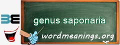 WordMeaning blackboard for genus saponaria